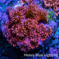 Ultra Inferno Goniopora Coral Frag, WYSIWYG Ultra Inferno Goniopora Coral Frag, WYSIWYG Animals & Pet Supplies Ultra Inferno Goniopora Coral Frag, WYSIWYG Zeo Box Reef