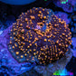 Ultra Interstellar Corallimorph Coral 1.5cm WYSIWYG B5R1B2 Ultra Interstellar Corallimorph Coral 1.5cm WYSIWYG B5R1B2 Animals & Pet Supplies Ultra Interstellar Corallimorph Coral 1.5cm WYSIWYG B5R1B2 Zeo Box Reef