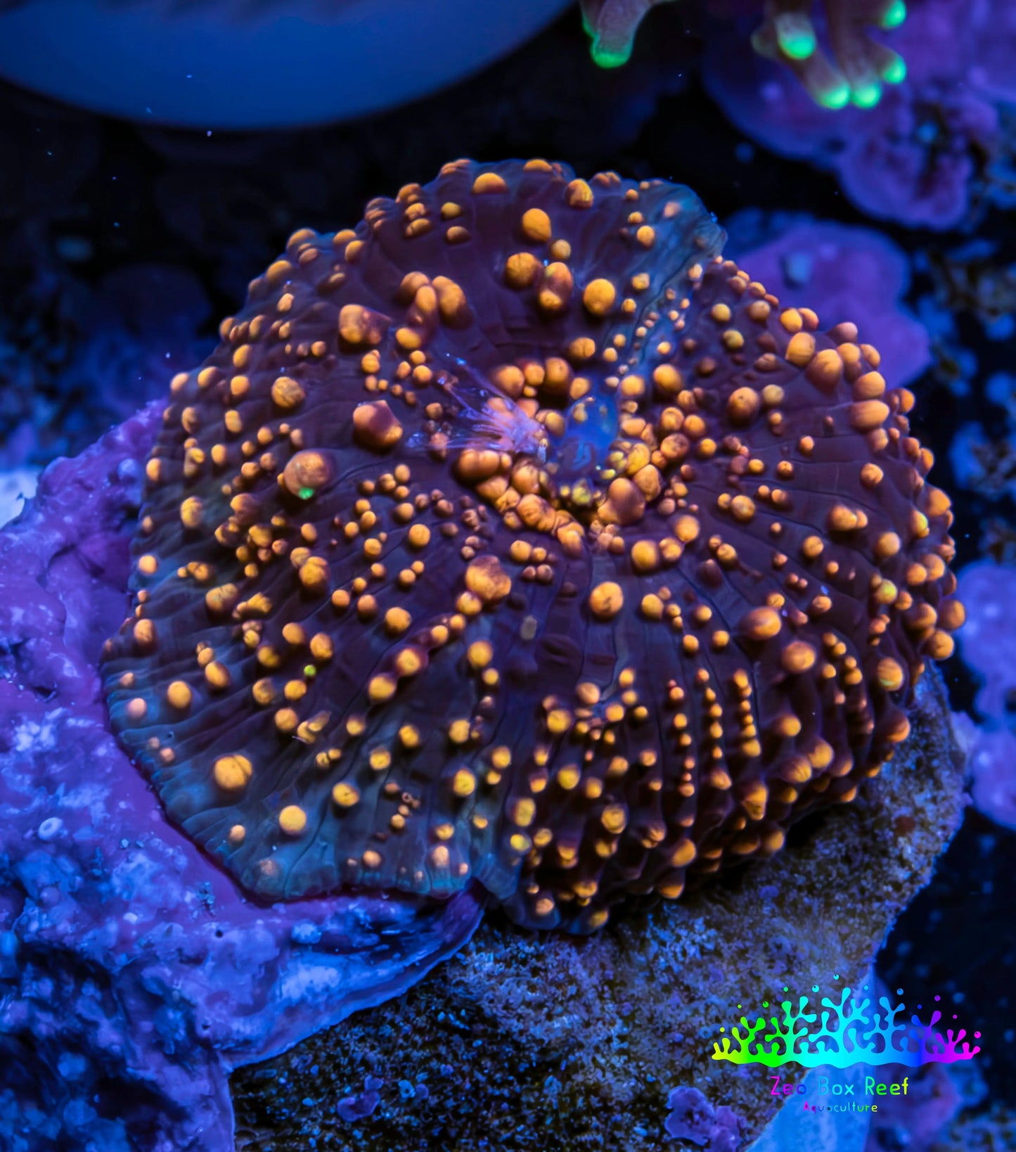 Ultra Interstellar Corallimorph Coral 1.5cm WYSIWYG B5R1B2 Ultra Interstellar Corallimorph Coral 1.5cm WYSIWYG B5R1B2 Animals & Pet Supplies Ultra Interstellar Corallimorph Coral 1.5cm WYSIWYG B5R1B2 Zeo Box Reef