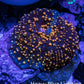 Ultra Interstellar Corallimorph Coral 1.5cm WYSIWYG B5R1B2 Ultra Interstellar Corallimorph Coral 1.5cm WYSIWYG B5R1B2 Animals & Pet Supplies Ultra Interstellar Corallimorph Coral 1.5cm WYSIWYG B5R1B2 Zeo Box Reef