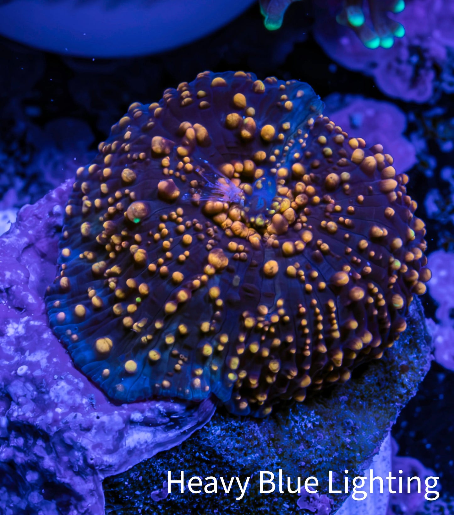 Ultra Interstellar Corallimorph Coral 1.5cm WYSIWYG B5R1B2 Ultra Interstellar Corallimorph Coral 1.5cm WYSIWYG B5R1B2 Animals & Pet Supplies Ultra Interstellar Corallimorph Coral 1.5cm WYSIWYG B5R1B2 Zeo Box Reef