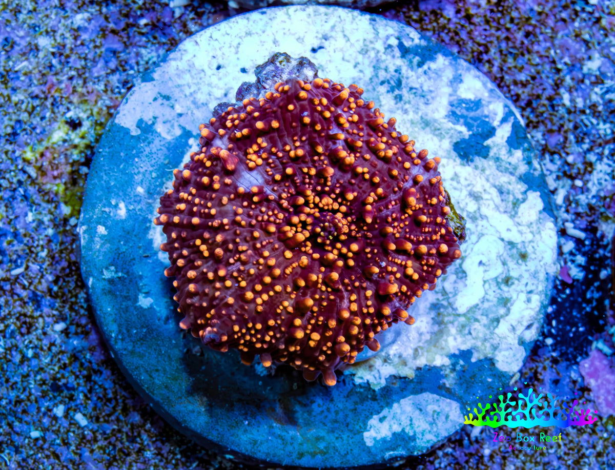 Ultra Interstellar Corallimorph Coral 1.5cm WYSIWYG C1R2B2 Ultra Interstellar Corallimorph Coral 1.5cm WYSIWYG C1R2B2 Animals & Pet Supplies Ultra Interstellar Corallimorph Coral 1.5cm WYSIWYG C1R2B2 Zeo Box Reef