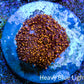 Ultra Interstellar Corallimorph Coral 1.5cm WYSIWYG C1R2B2 Ultra Interstellar Corallimorph Coral 1.5cm WYSIWYG C1R2B2 Animals & Pet Supplies Ultra Interstellar Corallimorph Coral 1.5cm WYSIWYG C1R2B2 Zeo Box Reef