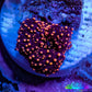 Ultra Interstellar Corallimorph Coral 1cm WYSIWYG B1R1B2 Ultra Interstellar Corallimorph Coral 1cm WYSIWYG B1R1B2 Animals & Pet Supplies Ultra Interstellar Corallimorph Coral 1cm WYSIWYG B1R1B2 Zeo Box Reef