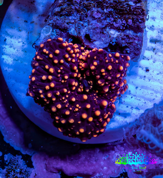Ultra Interstellar Corallimorph Coral 1cm WYSIWYG B1R1B2 Ultra Interstellar Corallimorph Coral 1cm WYSIWYG B1R1B2 Animals & Pet Supplies Ultra Interstellar Corallimorph Coral 1cm WYSIWYG B1R1B2 Zeo Box Reef