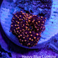 Ultra Interstellar Corallimorph Coral 1cm WYSIWYG B1R1B2 Ultra Interstellar Corallimorph Coral 1cm WYSIWYG B1R1B2 Animals & Pet Supplies Ultra Interstellar Corallimorph Coral 1cm WYSIWYG B1R1B2 Zeo Box Reef