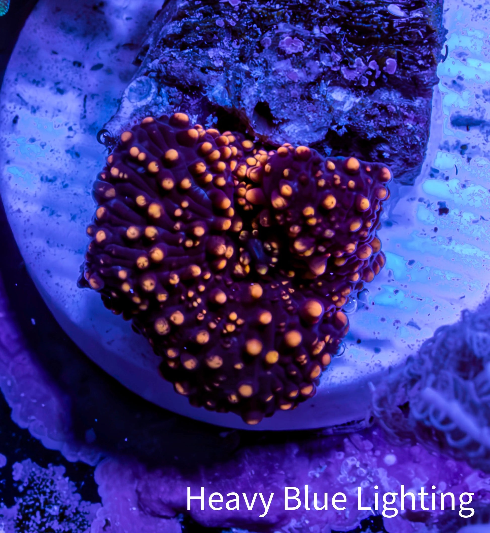 Ultra Interstellar Corallimorph Coral 1cm WYSIWYG B1R1B2 Ultra Interstellar Corallimorph Coral 1cm WYSIWYG B1R1B2 Animals & Pet Supplies Ultra Interstellar Corallimorph Coral 1cm WYSIWYG B1R1B2 Zeo Box Reef