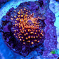Ultra Interstellar Corallimorph Coral 1cm WYSIWYG B2R1B2 Ultra Interstellar Corallimorph Coral 1cm WYSIWYG B2R1B2 Animals & Pet Supplies Ultra Interstellar Corallimorph Coral 1cm WYSIWYG B2R1B2 Zeo Box Reef