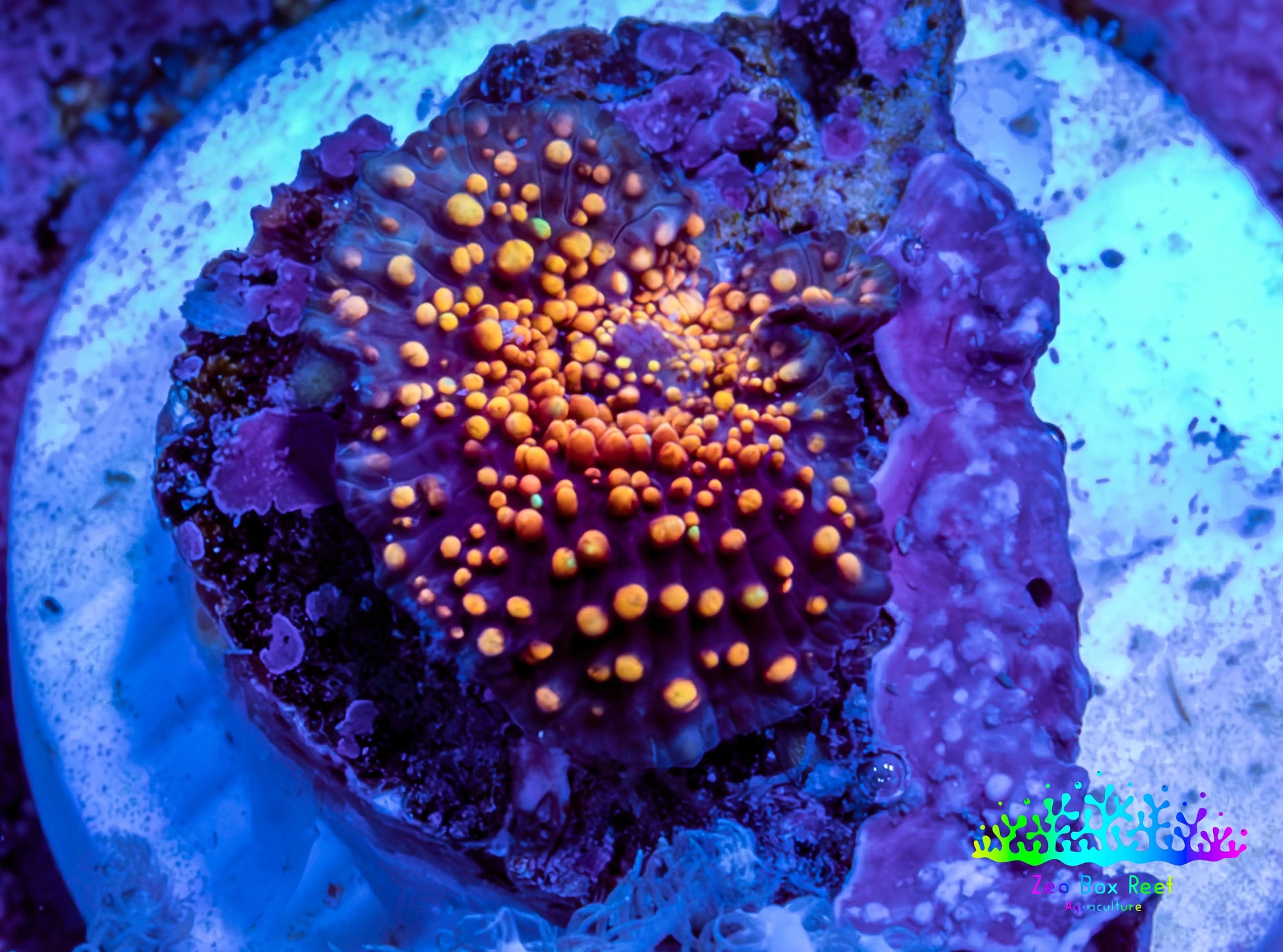 Ultra Interstellar Corallimorph Coral 1cm WYSIWYG B2R1B2 Ultra Interstellar Corallimorph Coral 1cm WYSIWYG B2R1B2 Animals & Pet Supplies Ultra Interstellar Corallimorph Coral 1cm WYSIWYG B2R1B2 Zeo Box Reef