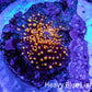 Ultra Interstellar Corallimorph Coral 1cm WYSIWYG B2R1B2 Ultra Interstellar Corallimorph Coral 1cm WYSIWYG B2R1B2 Animals & Pet Supplies Ultra Interstellar Corallimorph Coral 1cm WYSIWYG B2R1B2 Zeo Box Reef