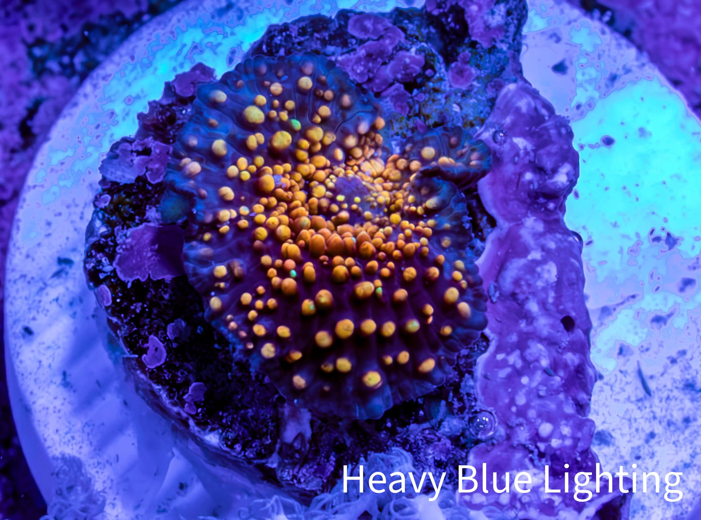 Ultra Interstellar Corallimorph Coral 1cm WYSIWYG B2R1B2 Ultra Interstellar Corallimorph Coral 1cm WYSIWYG B2R1B2 Animals & Pet Supplies Ultra Interstellar Corallimorph Coral 1cm WYSIWYG B2R1B2 Zeo Box Reef