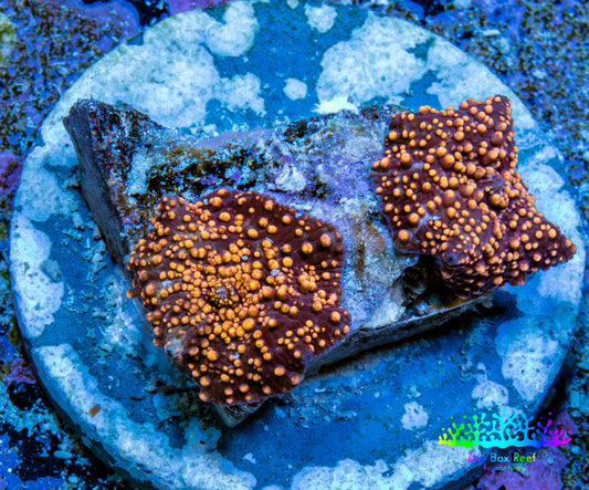 Ultra Interstellar Corallimorph Coral 2 x 1cm WYSIWYG A1R1B2 Ultra Interstellar Corallimorph Coral 2 x 1cm WYSIWYG A1R1B2 Animals & Pet Supplies Ultra Interstellar Corallimorph Coral 2 x 1cm WYSIWYG A1R1B2 Zeo Box Reef