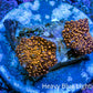 Ultra Interstellar Corallimorph Coral 2 x 1cm WYSIWYG A1R1B2 Ultra Interstellar Corallimorph Coral 2 x 1cm WYSIWYG A1R1B2 Animals & Pet Supplies Ultra Interstellar Corallimorph Coral 2 x 1cm WYSIWYG A1R1B2 Zeo Box Reef