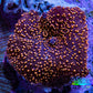 Ultra Interstellar Corallimorph Coral 2.5cm WYSIWYG C1R1B2 Ultra Interstellar Corallimorph Coral 2.5cm WYSIWYG C1R1B2 Animals & Pet Supplies Ultra Interstellar Corallimorph Coral 2.5cm WYSIWYG C1R1B2 Zeo Box Reef
