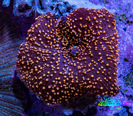 Ultra Interstellar Corallimorph Coral 2.5cm WYSIWYG C1R1B2 Ultra Interstellar Corallimorph Coral 2.5cm WYSIWYG C1R1B2 Animals & Pet Supplies Ultra Interstellar Corallimorph Coral 2.5cm WYSIWYG C1R1B2 Zeo Box Reef