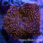 Ultra Interstellar Corallimorph Coral 2.5cm WYSIWYG C1R1B2 Ultra Interstellar Corallimorph Coral 2.5cm WYSIWYG C1R1B2 Animals & Pet Supplies Ultra Interstellar Corallimorph Coral 2.5cm WYSIWYG C1R1B2 Zeo Box Reef