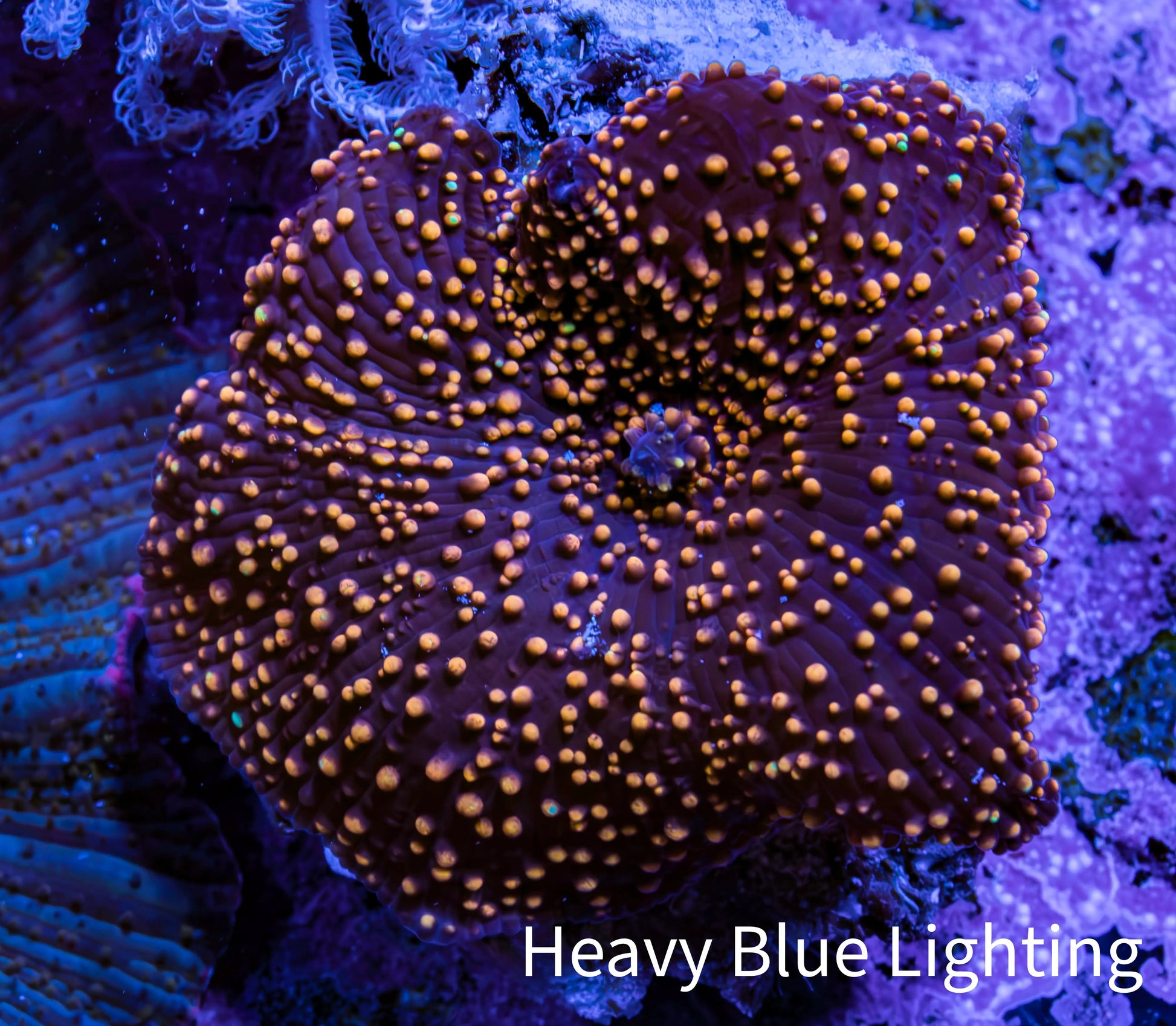 Ultra Interstellar Corallimorph Coral 2.5cm WYSIWYG C1R1B2 Ultra Interstellar Corallimorph Coral 2.5cm WYSIWYG C1R1B2 Animals & Pet Supplies Ultra Interstellar Corallimorph Coral 2.5cm WYSIWYG C1R1B2 Zeo Box Reef