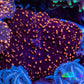 Ultra Interstellar Corallimorph Coral 2cm WYSIWYG B4R1B2 Ultra Interstellar Corallimorph Coral 2cm WYSIWYG B4R1B2 Animals & Pet Supplies Ultra Interstellar Corallimorph Coral 2cm WYSIWYG B4R1B2 Zeo Box Reef