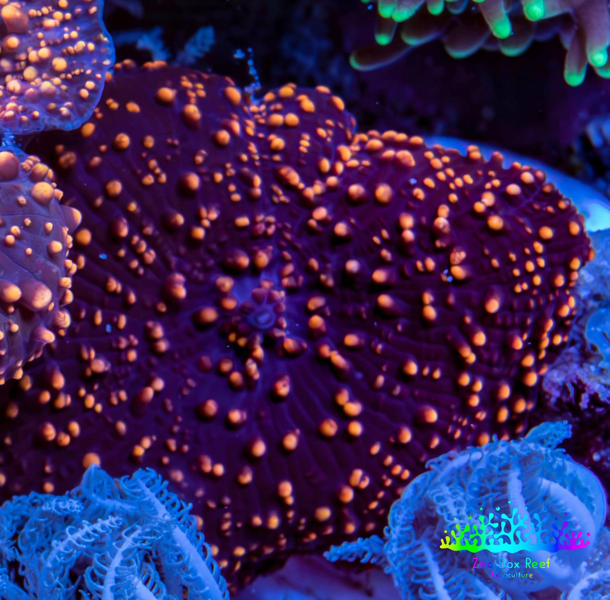 Ultra Interstellar Corallimorph Coral 2cm WYSIWYG B4R1B2 Ultra Interstellar Corallimorph Coral 2cm WYSIWYG B4R1B2 Animals & Pet Supplies Ultra Interstellar Corallimorph Coral 2cm WYSIWYG B4R1B2 Zeo Box Reef