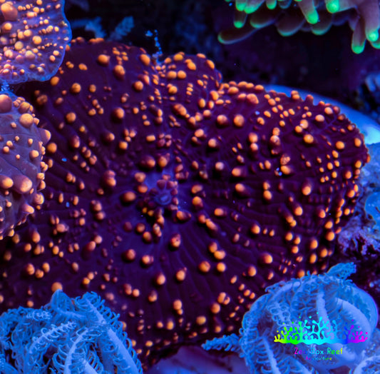 Ultra Interstellar Corallimorph Coral 2cm WYSIWYG B4R1B2 Ultra Interstellar Corallimorph Coral 2cm WYSIWYG B4R1B2 Animals & Pet Supplies Ultra Interstellar Corallimorph Coral 2cm WYSIWYG B4R1B2 Zeo Box Reef