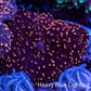 Ultra Interstellar Corallimorph Coral 2cm WYSIWYG B4R1B2 Ultra Interstellar Corallimorph Coral 2cm WYSIWYG B4R1B2 Animals & Pet Supplies Ultra Interstellar Corallimorph Coral 2cm WYSIWYG B4R1B2 Zeo Box Reef