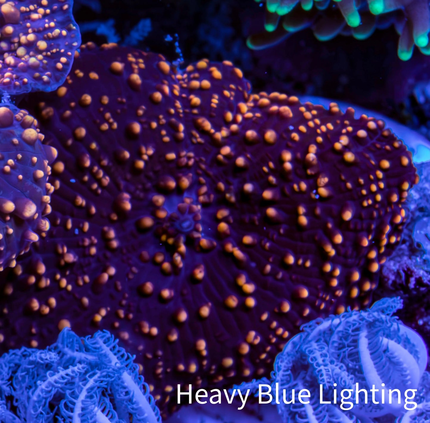 Ultra Interstellar Corallimorph Coral 2cm WYSIWYG B4R1B2 Ultra Interstellar Corallimorph Coral 2cm WYSIWYG B4R1B2 Animals & Pet Supplies Ultra Interstellar Corallimorph Coral 2cm WYSIWYG B4R1B2 Zeo Box Reef