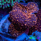 Ultra Interstellar Corallimorph Coral 3cm WYSIWYG B3R1B2 2 Polyps Ultra Interstellar Corallimorph Coral 3cm WYSIWYG B3R1B2 2 Polyps Animals & Pet Supplies Ultra Interstellar Corallimorph Coral 3cm WYSIWYG B3R1B2 2 Polyps Zeo Box Reef