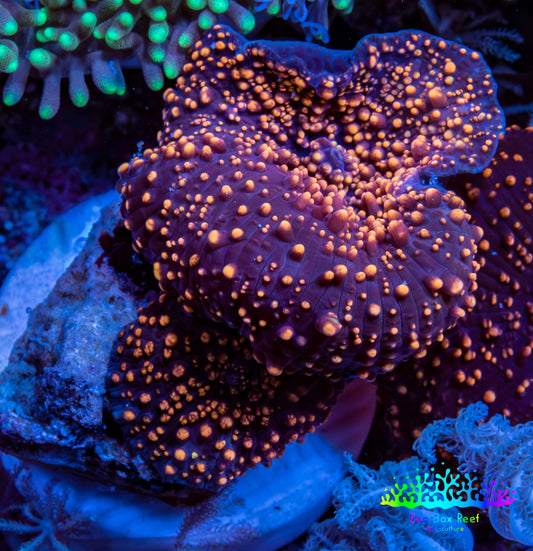 Ultra Interstellar Corallimorph Coral 3cm WYSIWYG B3R1B2 2 Polyps Ultra Interstellar Corallimorph Coral 3cm WYSIWYG B3R1B2 2 Polyps Animals & Pet Supplies Ultra Interstellar Corallimorph Coral 3cm WYSIWYG B3R1B2 2 Polyps Zeo Box Reef