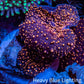 Ultra Interstellar Corallimorph Coral 3cm WYSIWYG B3R1B2 2 Polyps Ultra Interstellar Corallimorph Coral 3cm WYSIWYG B3R1B2 2 Polyps Animals & Pet Supplies Ultra Interstellar Corallimorph Coral 3cm WYSIWYG B3R1B2 2 Polyps Zeo Box Reef
