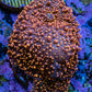 Ultra Interstellar Corallimorph Coral 3cm WYSIWYG B6R1B2 Ultra Interstellar Corallimorph Coral 3cm WYSIWYG B6R1B2 Animals & Pet Supplies Ultra Interstellar Corallimorph Coral 3cm WYSIWYG B6R1B2 Zeo Box Reef