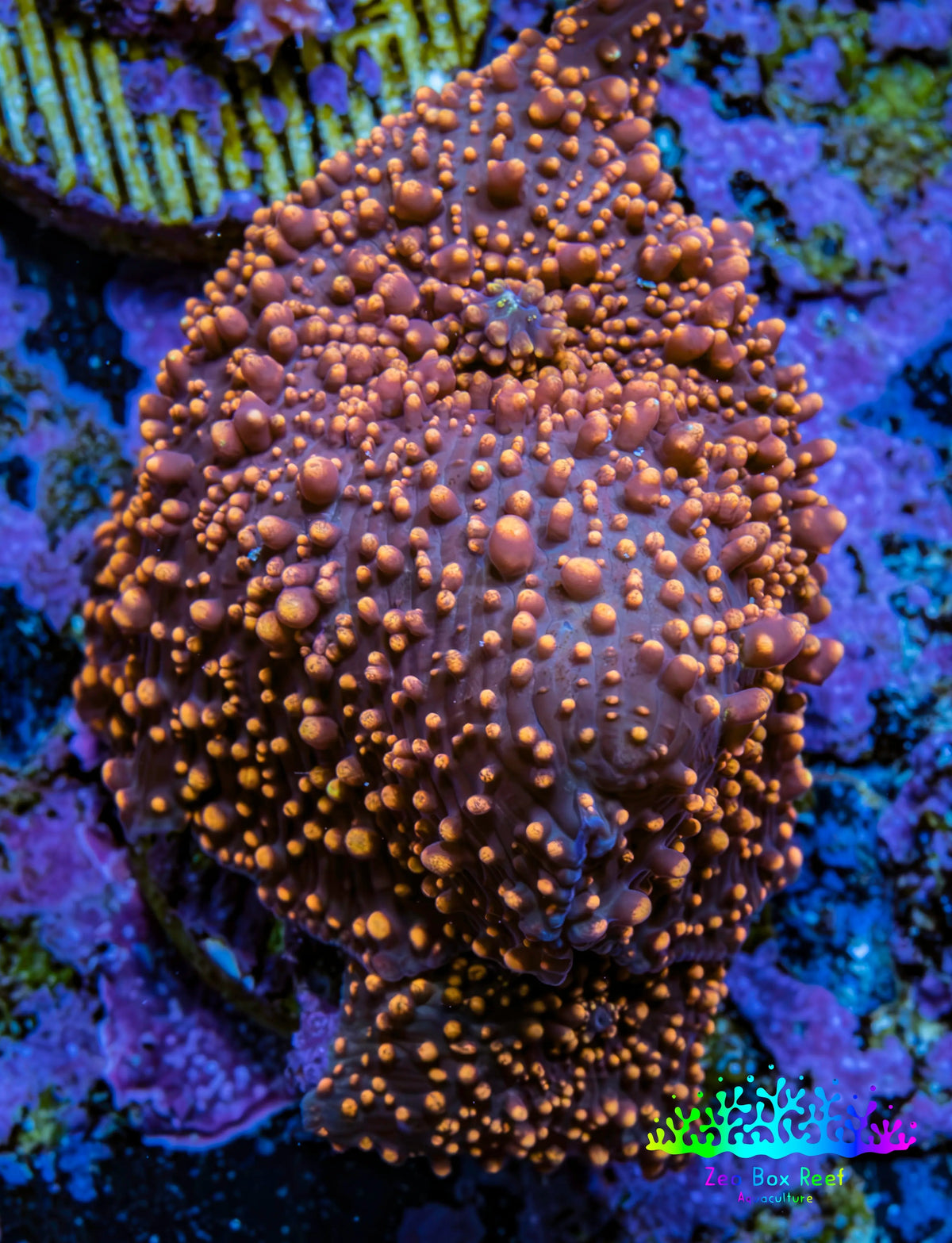 Ultra Interstellar Corallimorph Coral 3cm WYSIWYG B6R1B2 Ultra Interstellar Corallimorph Coral 3cm WYSIWYG B6R1B2 Animals & Pet Supplies Ultra Interstellar Corallimorph Coral 3cm WYSIWYG B6R1B2 Zeo Box Reef