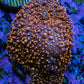 Ultra Interstellar Corallimorph Coral 3cm WYSIWYG B6R1B2 Ultra Interstellar Corallimorph Coral 3cm WYSIWYG B6R1B2 Animals & Pet Supplies Ultra Interstellar Corallimorph Coral 3cm WYSIWYG B6R1B2 Zeo Box Reef