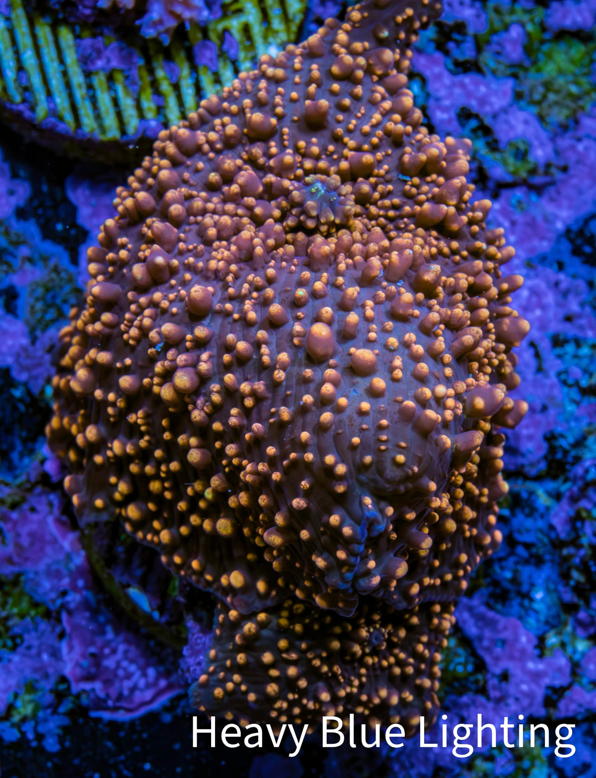 Ultra Interstellar Corallimorph Coral 3cm WYSIWYG B6R1B2 Ultra Interstellar Corallimorph Coral 3cm WYSIWYG B6R1B2 Animals & Pet Supplies Ultra Interstellar Corallimorph Coral 3cm WYSIWYG B6R1B2 Zeo Box Reef