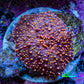 Ultra Interstellar Corallimorph Coral 3cm WYSIWYG B9R1B2 Ultra Interstellar Corallimorph Coral 3cm WYSIWYG B9R1B2 Animals & Pet Supplies Ultra Interstellar Corallimorph Coral 3cm WYSIWYG B9R1B2 Zeo Box Reef