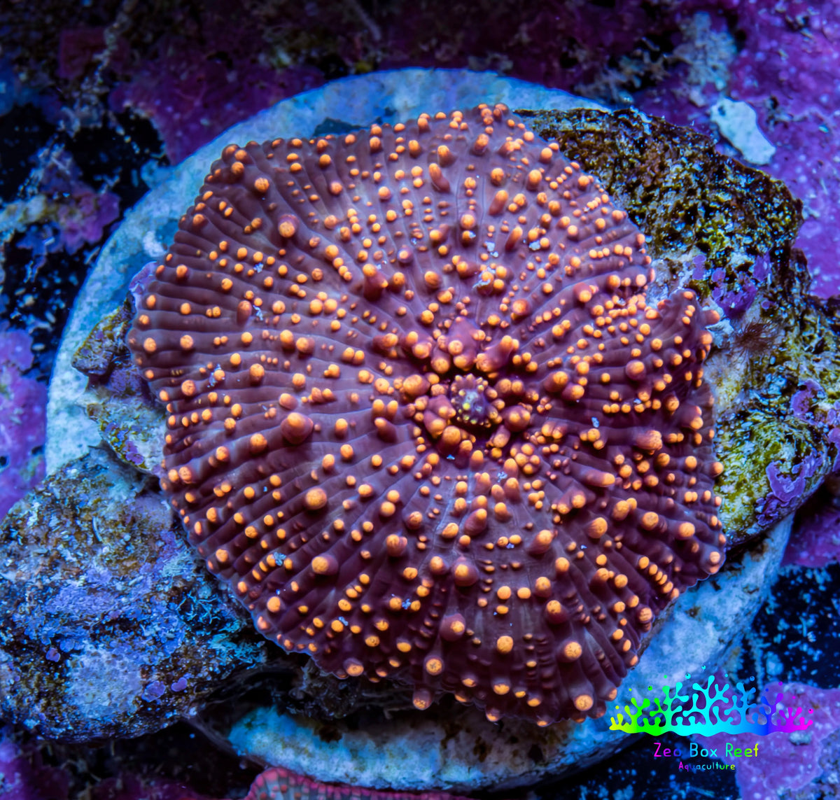 Ultra Interstellar Corallimorph Coral 3cm WYSIWYG B9R1B2 Ultra Interstellar Corallimorph Coral 3cm WYSIWYG B9R1B2 Animals & Pet Supplies Ultra Interstellar Corallimorph Coral 3cm WYSIWYG B9R1B2 Zeo Box Reef