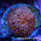 Ultra Interstellar Corallimorph Coral 3cm WYSIWYG B9R1B2 Ultra Interstellar Corallimorph Coral 3cm WYSIWYG B9R1B2 Animals & Pet Supplies Ultra Interstellar Corallimorph Coral 3cm WYSIWYG B9R1B2 Zeo Box Reef