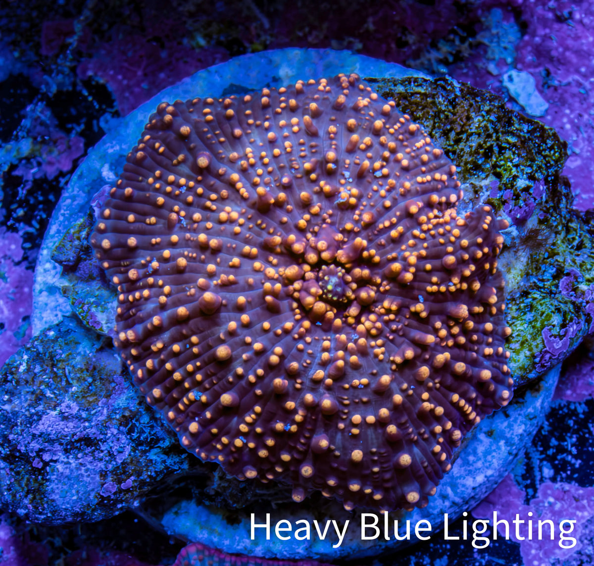 Ultra Interstellar Corallimorph Coral 3cm WYSIWYG B9R1B2 Ultra Interstellar Corallimorph Coral 3cm WYSIWYG B9R1B2 Animals & Pet Supplies Ultra Interstellar Corallimorph Coral 3cm WYSIWYG B9R1B2 Zeo Box Reef