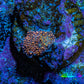 Ultra Interstellar Corallimorph Coral WYSIWYG 0.5cm A1R1B2 Ultra Interstellar Corallimorph Coral WYSIWYG 0.5cm A1R1B2 Animals & Pet Supplies Ultra Interstellar Corallimorph Coral WYSIWYG 0.5cm A1R1B2 Zeo Box Reef