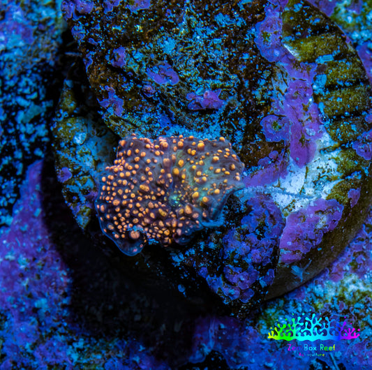 Ultra Interstellar Corallimorph Coral WYSIWYG 0.5cm A1R1B2 Ultra Interstellar Corallimorph Coral WYSIWYG 0.5cm A1R1B2 Animals & Pet Supplies Ultra Interstellar Corallimorph Coral WYSIWYG 0.5cm A1R1B2 Zeo Box Reef