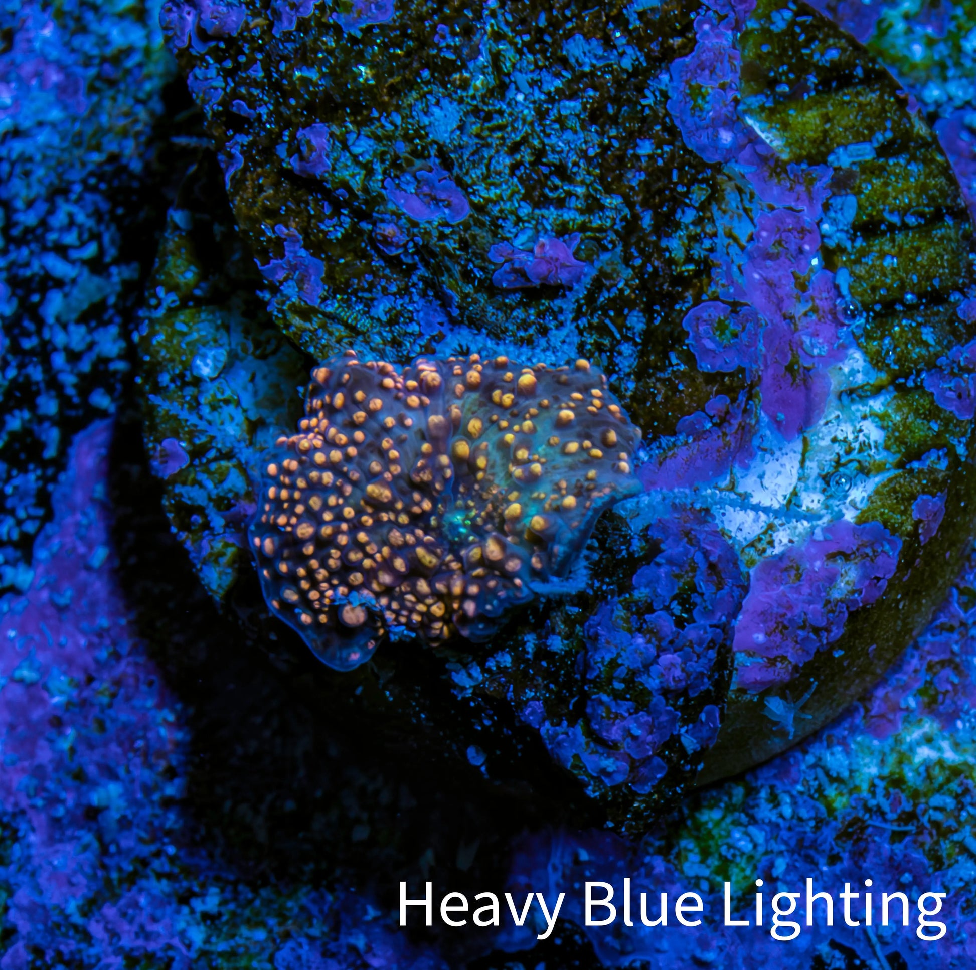 Ultra Interstellar Corallimorph Coral WYSIWYG 0.5cm A1R1B2 Ultra Interstellar Corallimorph Coral WYSIWYG 0.5cm A1R1B2 Animals & Pet Supplies Ultra Interstellar Corallimorph Coral WYSIWYG 0.5cm A1R1B2 Zeo Box Reef