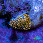 Ultra Interstellar Corallimorph Coral WYSIWYG 1cm Ultra Interstellar Corallimorph Coral WYSIWYG 1cm Animals & Pet Supplies Ultra Interstellar Corallimorph Coral WYSIWYG 1cm Zeo Box Reef