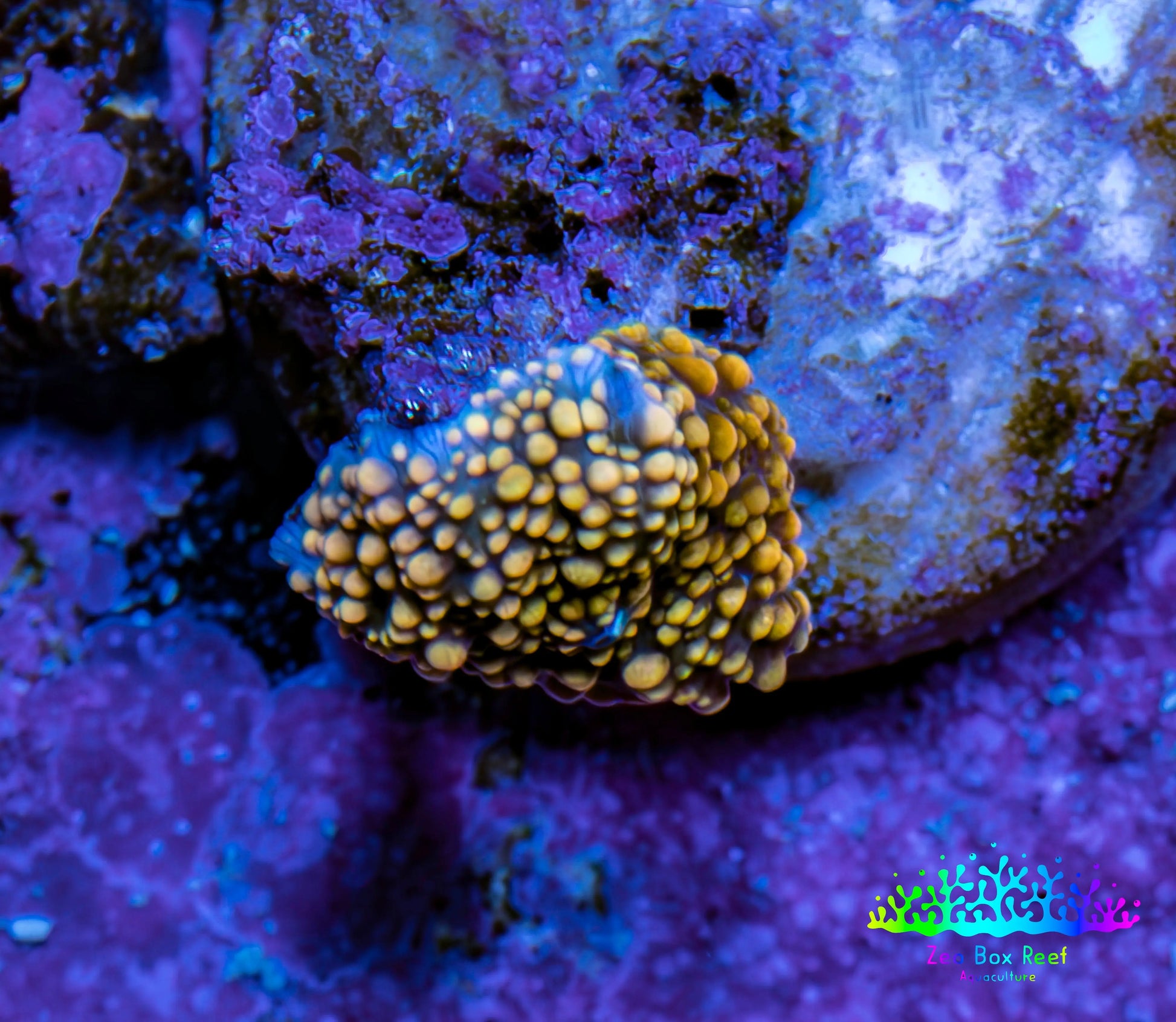 Ultra Interstellar Corallimorph Coral WYSIWYG 1cm Ultra Interstellar Corallimorph Coral WYSIWYG 1cm Animals & Pet Supplies Ultra Interstellar Corallimorph Coral WYSIWYG 1cm Zeo Box Reef