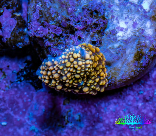 Ultra Interstellar Corallimorph Coral WYSIWYG 1cm Ultra Interstellar Corallimorph Coral WYSIWYG 1cm Animals & Pet Supplies Ultra Interstellar Corallimorph Coral WYSIWYG 1cm Zeo Box Reef