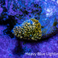 Ultra Interstellar Corallimorph Coral WYSIWYG 1cm Ultra Interstellar Corallimorph Coral WYSIWYG 1cm Animals & Pet Supplies Ultra Interstellar Corallimorph Coral WYSIWYG 1cm Zeo Box Reef