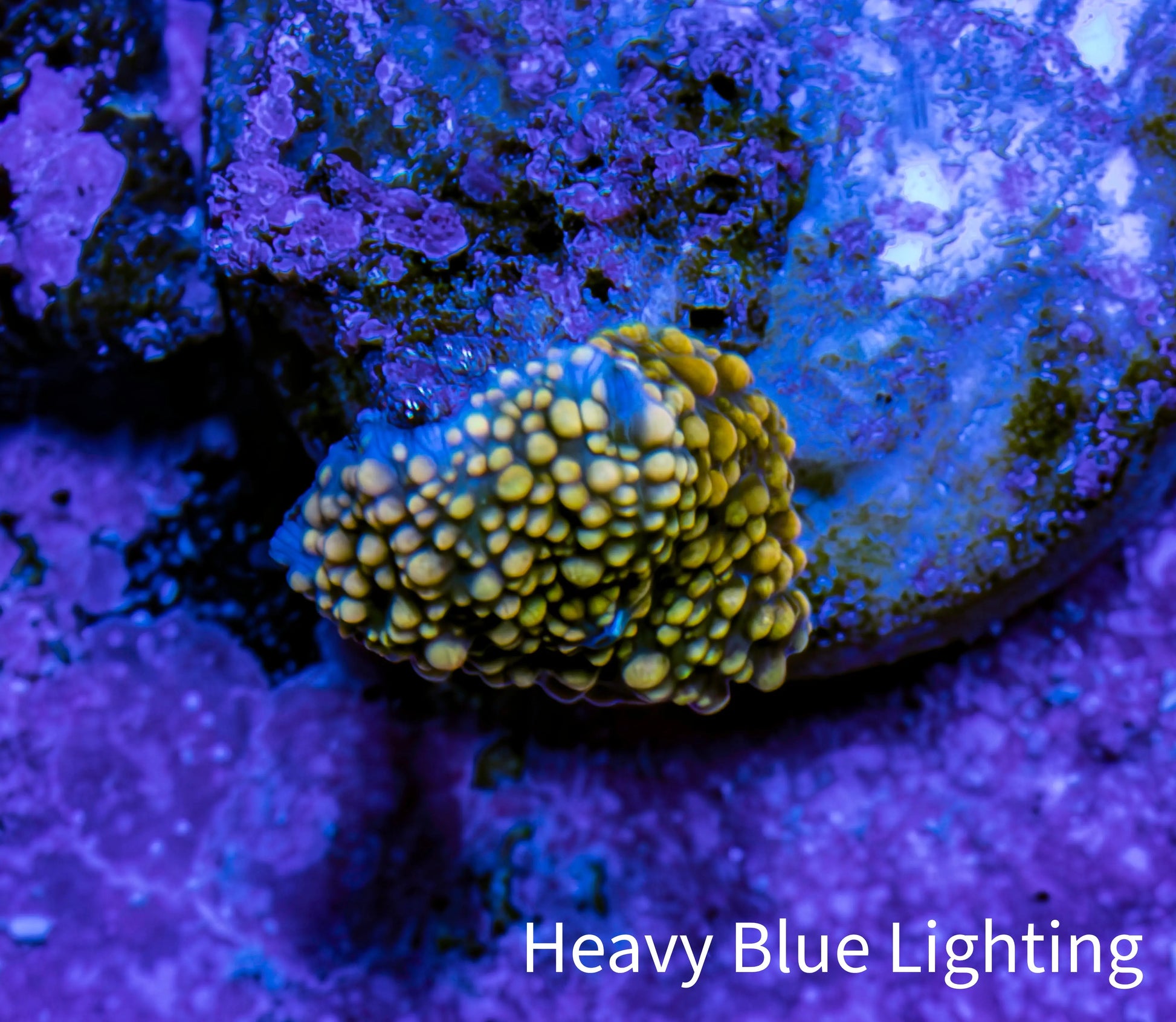 Ultra Interstellar Corallimorph Coral WYSIWYG 1cm Ultra Interstellar Corallimorph Coral WYSIWYG 1cm Animals & Pet Supplies Ultra Interstellar Corallimorph Coral WYSIWYG 1cm Zeo Box Reef