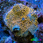 Ultra Interstellar Corallimorph Coral WYSIWYG 2cm Ultra Interstellar Corallimorph Coral WYSIWYG 2cm Animals & Pet Supplies Ultra Interstellar Corallimorph Coral WYSIWYG 2cm Zeo Box Reef