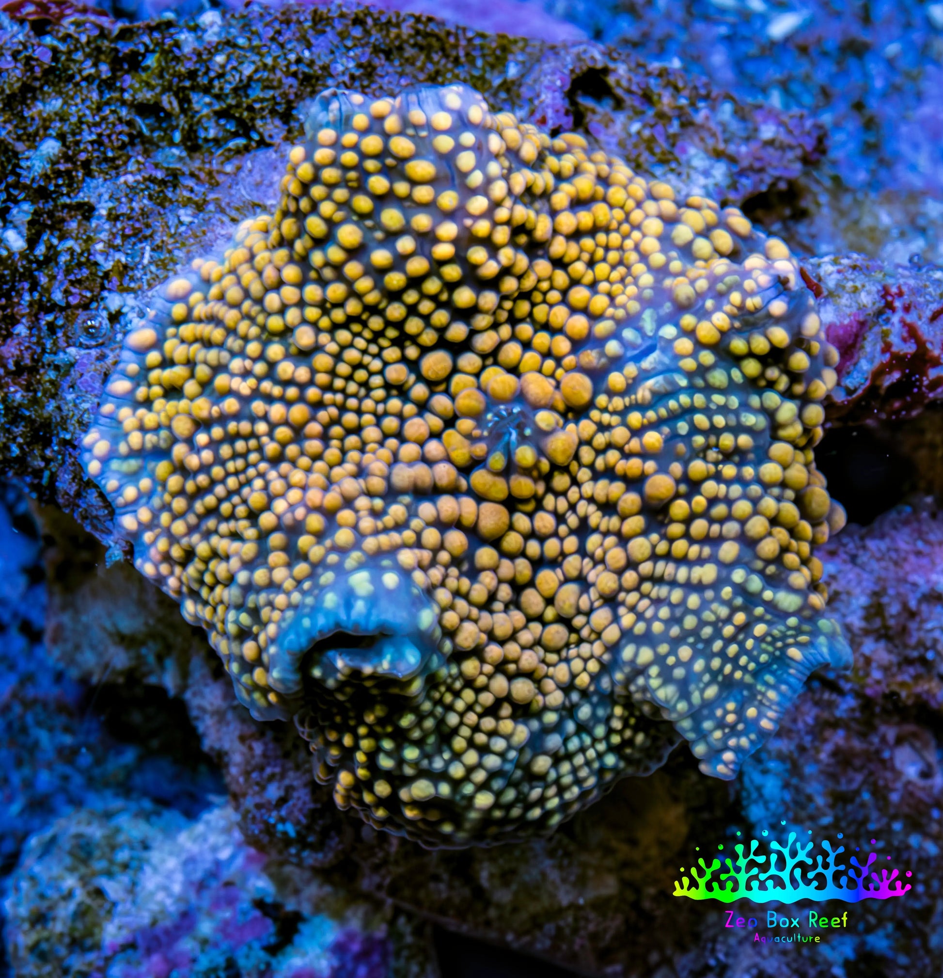 Ultra Interstellar Corallimorph Coral WYSIWYG 2cm Ultra Interstellar Corallimorph Coral WYSIWYG 2cm Animals & Pet Supplies Ultra Interstellar Corallimorph Coral WYSIWYG 2cm Zeo Box Reef