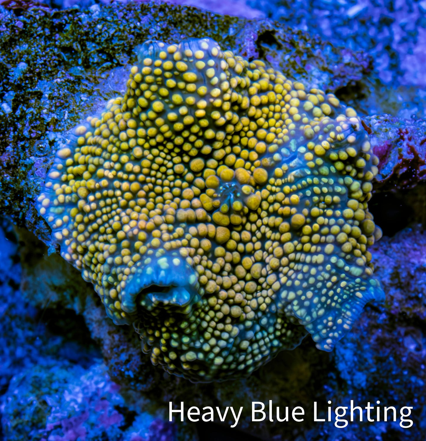 Ultra Interstellar Corallimorph Coral WYSIWYG 2cm Ultra Interstellar Corallimorph Coral WYSIWYG 2cm Animals & Pet Supplies Ultra Interstellar Corallimorph Coral WYSIWYG 2cm Zeo Box Reef
