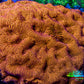 Ultra Jack O’ Lantern Leptoseris Coral Frag Ultra Jack O’ Lantern Leptoseris Coral Frag Pet Supplies Ultra Jack O’ Lantern Leptoseris Coral Frag Zeo Box Reef