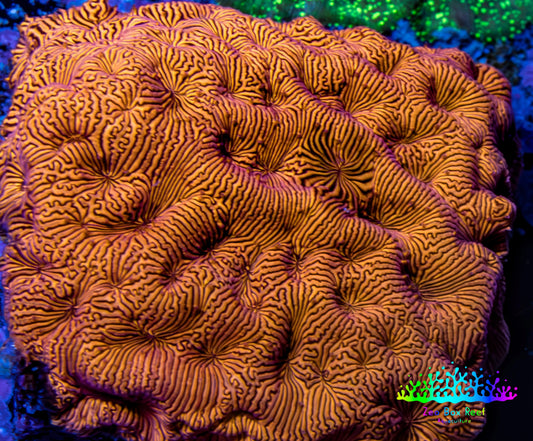 Ultra Jack O’ Lantern Leptoseris Coral Frag Ultra Jack O’ Lantern Leptoseris Coral Frag Pet Supplies Ultra Jack O’ Lantern Leptoseris Coral Frag Zeo Box Reef